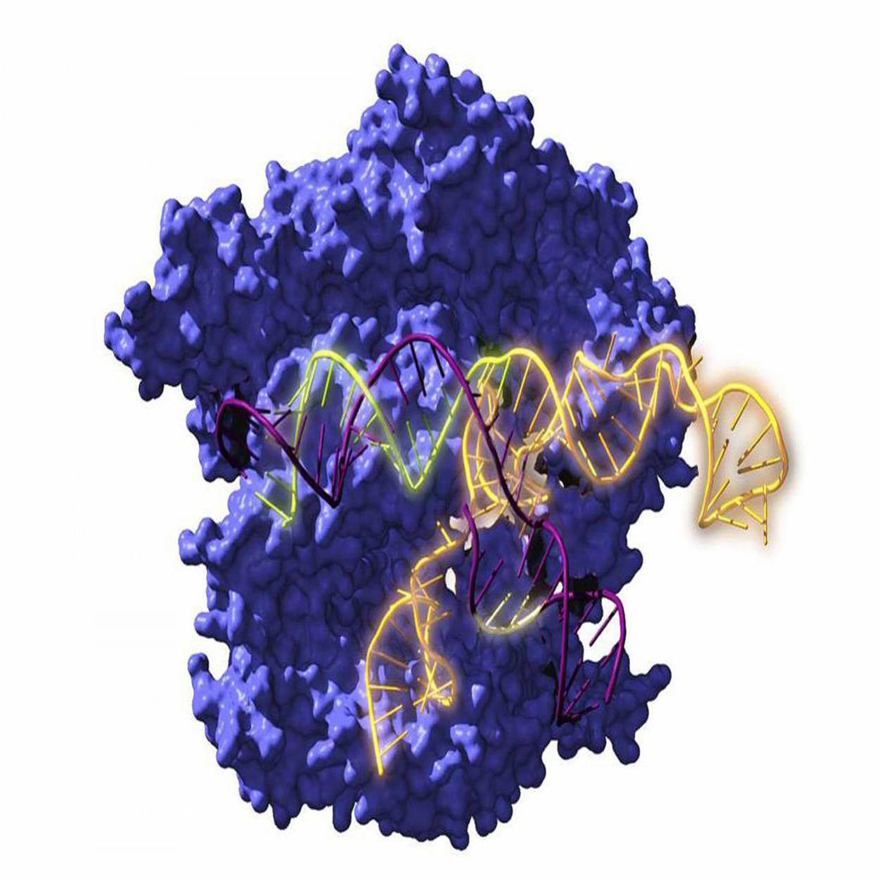 La resurrección de CRISPR